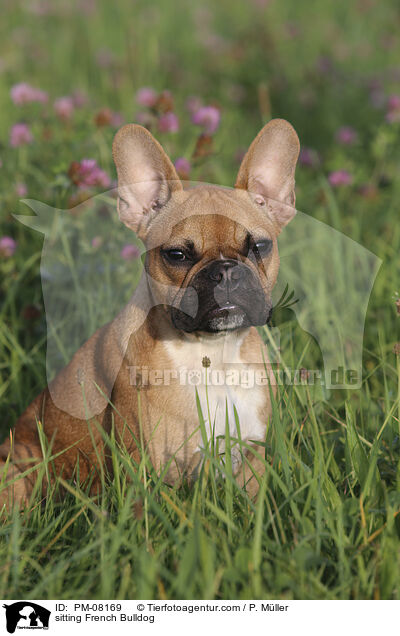 sitzende Franzsische Bulldogge / sitting French Bulldog / PM-08169