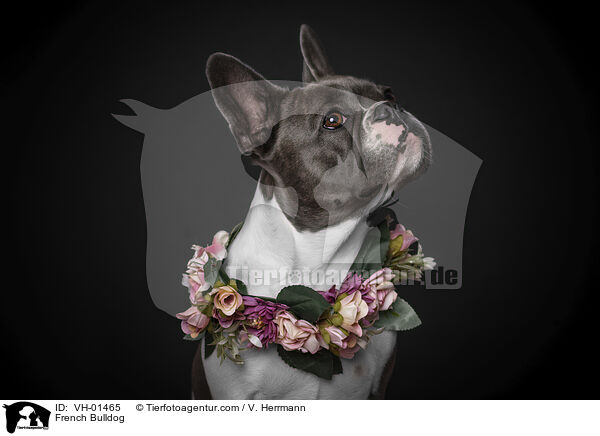 Franzsische Bulldogge / French Bulldog / VH-01465