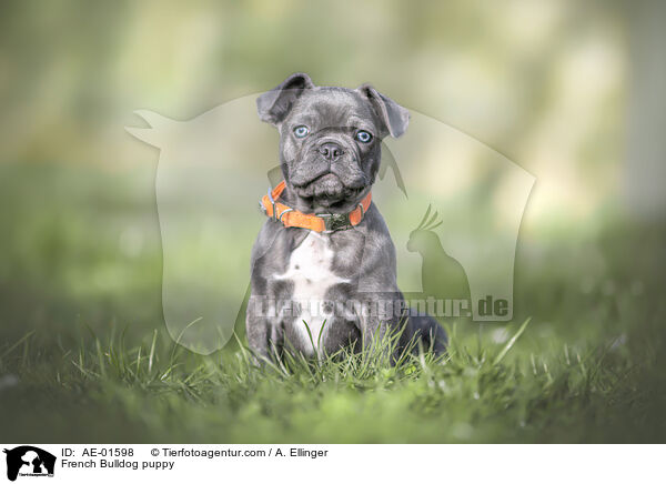 Franzsische Bulldogge Welpe / French Bulldog puppy / AE-01598