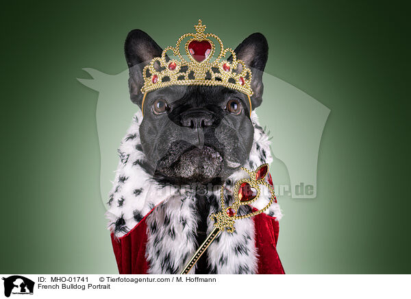 Franzsische Bulldogge Portrait / French Bulldog Portrait / MHO-01741