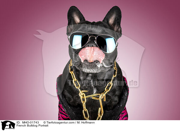 Franzsische Bulldogge Portrait / French Bulldog Portrait / MHO-01743