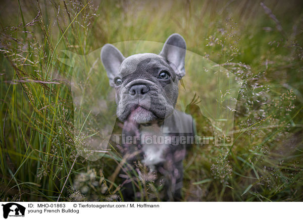 junge Franzsische Bulldogge / young French Bulldog / MHO-01863