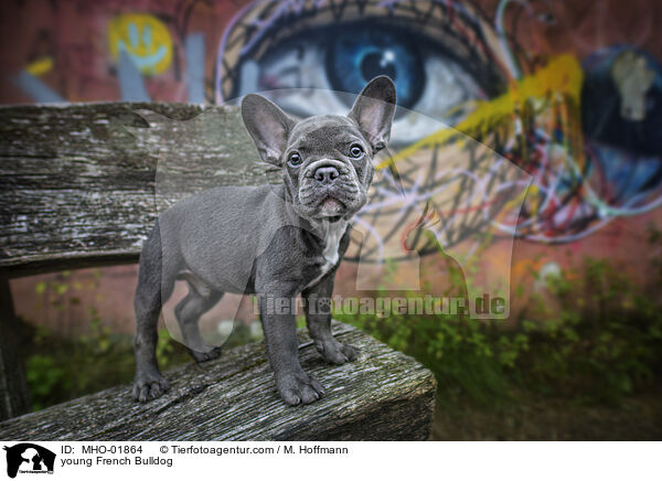 junge Franzsische Bulldogge / young French Bulldog / MHO-01864