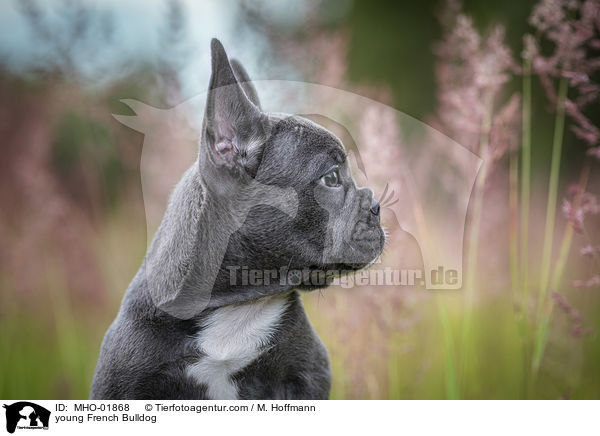 junge Franzsische Bulldogge / young French Bulldog / MHO-01868