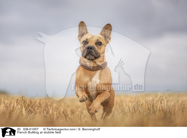 Franzsische Bulldogge auf Stoppelfeld / French Bulldog at stubble field / SIB-01957