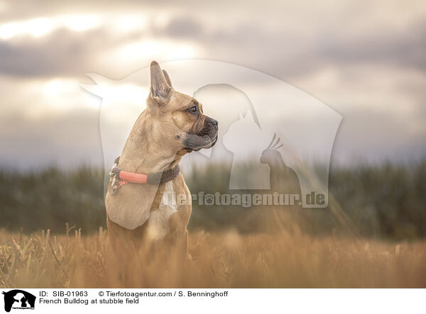 Franzsische Bulldogge auf Stoppelfeld / French Bulldog at stubble field / SIB-01963