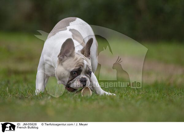 Franzsische Bulldogge / French Bulldog / JM-05826