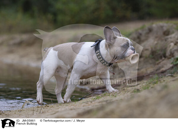 Franzsische Bulldogge / French Bulldog / JM-05861