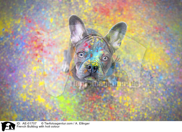 Franzsische Bulldogge mit Holifarbe / French Bulldog with holi colour / AE-01707