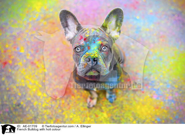 Franzsische Bulldogge mit Holifarbe / French Bulldog with holi colour / AE-01709