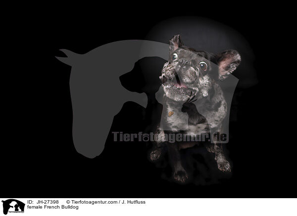 female French Bulldog / JH-27398