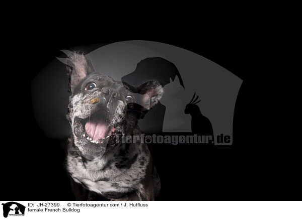 Franzsische Bulldogge Hndin / female French Bulldog / JH-27399
