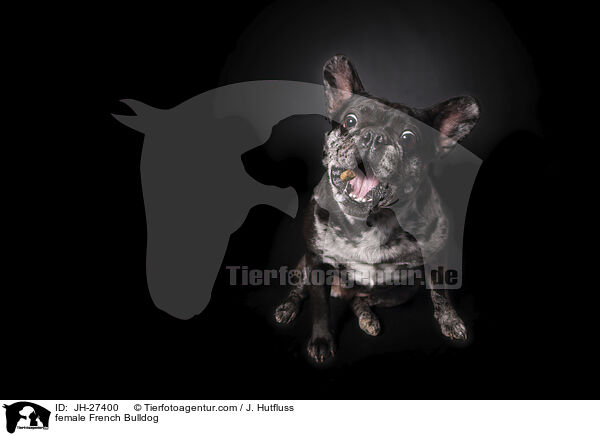 Franzsische Bulldogge Hndin / female French Bulldog / JH-27400