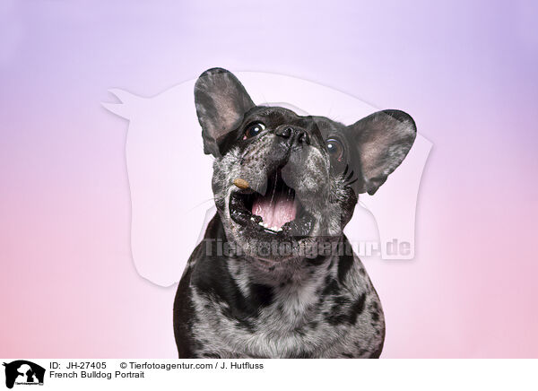 Franzsische Bulldogge Portrait / French Bulldog Portrait / JH-27405