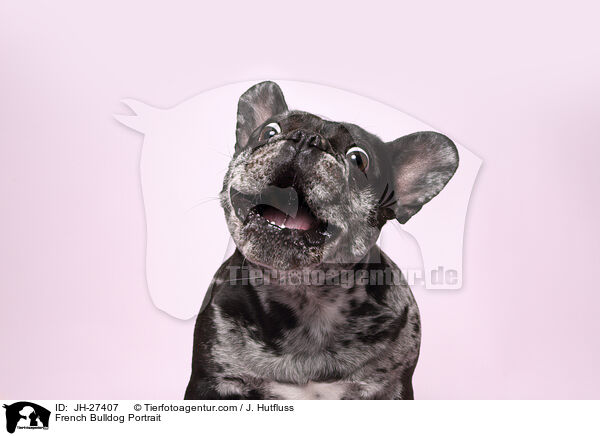 Franzsische Bulldogge Portrait / French Bulldog Portrait / JH-27407
