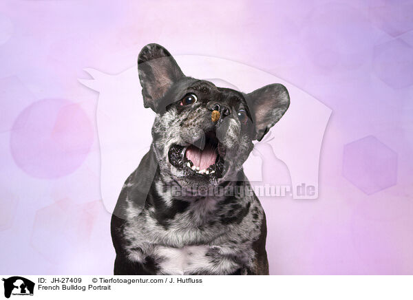 Franzsische Bulldogge Portrait / French Bulldog Portrait / JH-27409