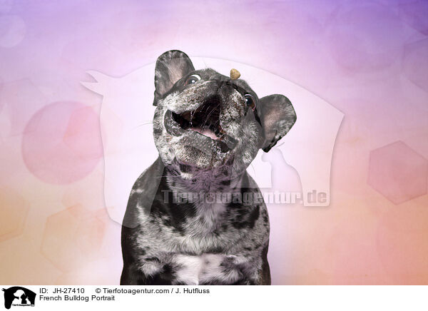 French Bulldog Portrait / JH-27410