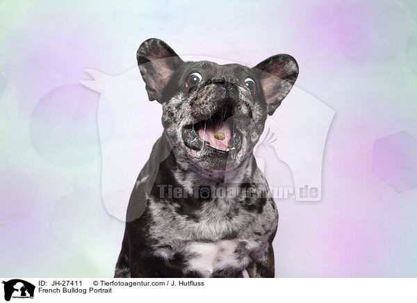 French Bulldog Portrait / JH-27411
