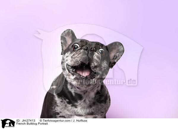 Franzsische Bulldogge Portrait / French Bulldog Portrait / JH-27413