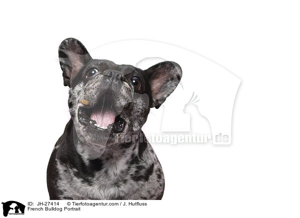 French Bulldog Portrait / JH-27414