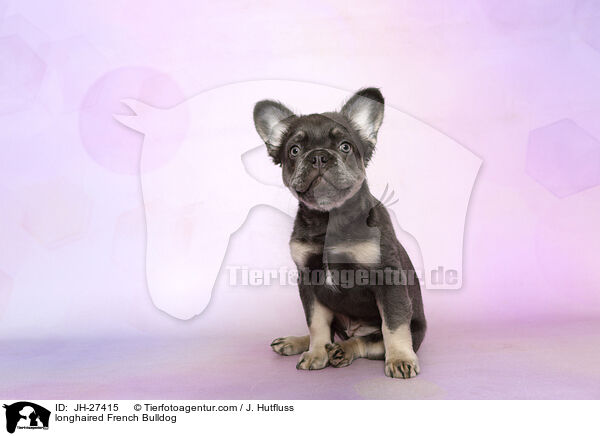 langhaarige Franzsische Bulldogge / longhaired French Bulldog / JH-27415