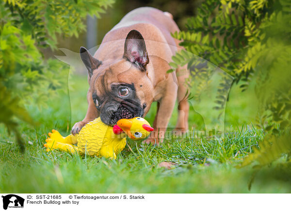 Franzsische Bulldogge mit Gummihuhn / French Bulldog with toy / SST-21685