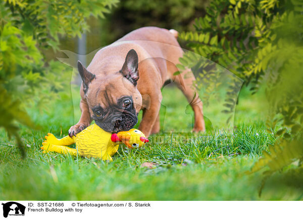 Franzsische Bulldogge mit Gummihuhn / French Bulldog with toy / SST-21686