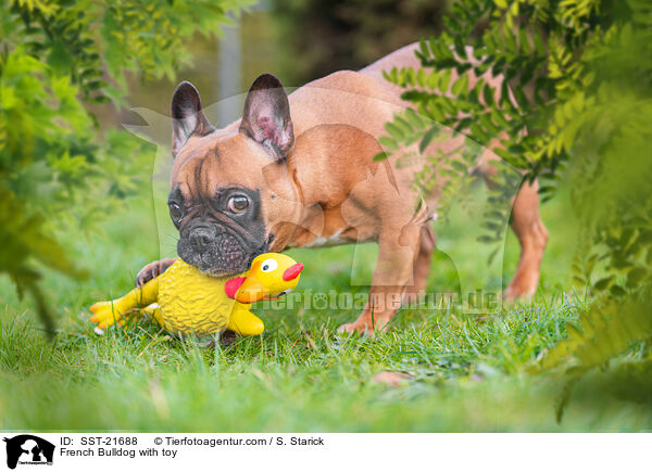 Franzsische Bulldogge mit Gummihuhn / French Bulldog with toy / SST-21688