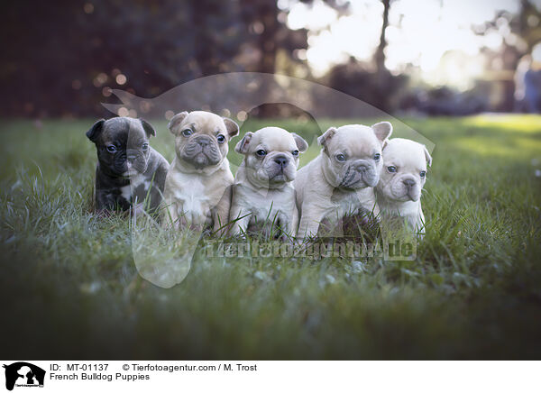 Franzsische Bulldogge Welpen / French Bulldog Puppies / MT-01137