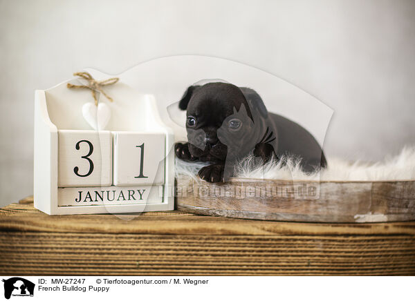 Franzsische Bulldogge Welpe / French Bulldog Puppy / MW-27247