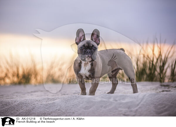 Franzsische Bulldogge am Strand / French Bulldog at the beach / AK-01218