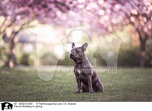Franzsische Bulldogge im Frhling / French Bulldog in spring / SAD-01200
