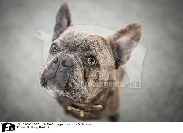 Franzsische Bulldogge Portrait / French Bulldog Portrait / SAD-01207