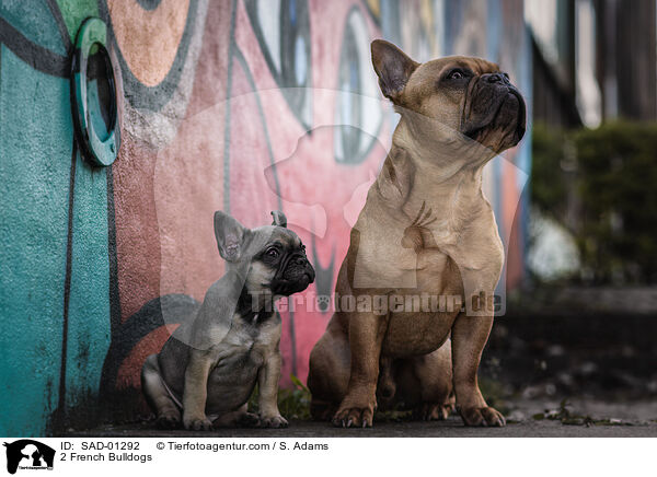 2 Franzsische Bulldoggen / 2 French Bulldogs / SAD-01292