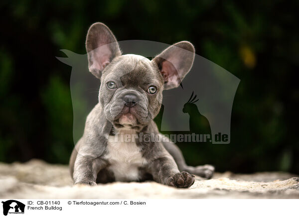 Franzsische Bulldogge / French Bulldog / CB-01140