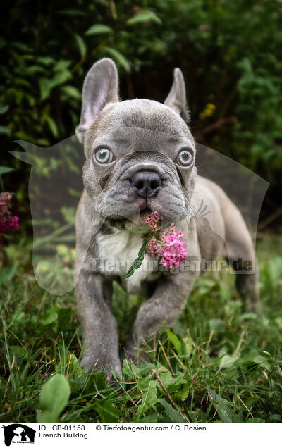 Franzsische Bulldogge / French Bulldog / CB-01158