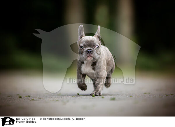 Franzsische Bulldogge / French Bulldog / CB-01168