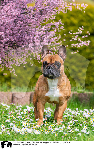 Franzsische Bulldogge Hndin / female French Bulldog / SST-21726