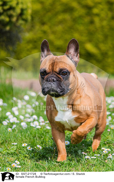 Franzsische Bulldogge Hndin / female French Bulldog / SST-21728