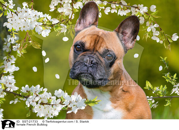 Franzsische Bulldogge Hndin / female French Bulldog / SST-21733