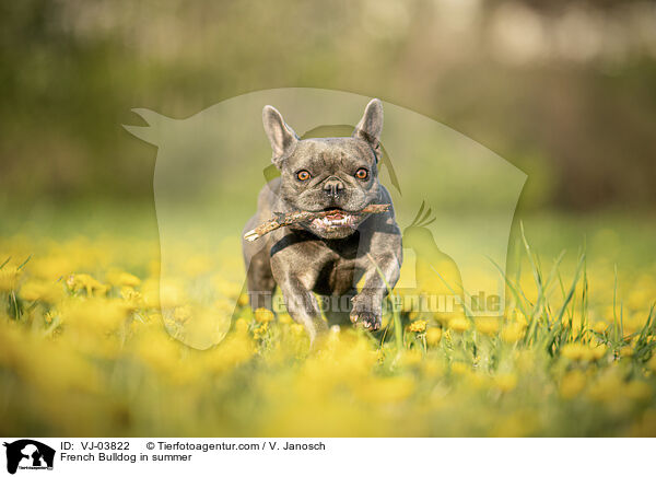 Franzsische Bulldogge im Sommer / French Bulldog in summer / VJ-03822