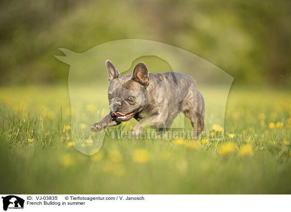 Franzsische Bulldogge im Sommer / French Bulldog in summer / VJ-03835