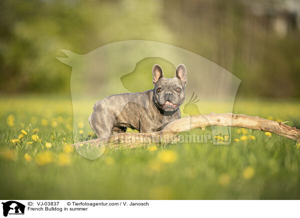 Franzsische Bulldogge im Sommer / French Bulldog in summer / VJ-03837