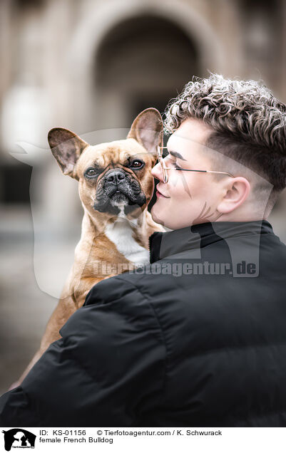 Franz�sische Bulldogge H�ndin / female French Bulldog / KS-01156
