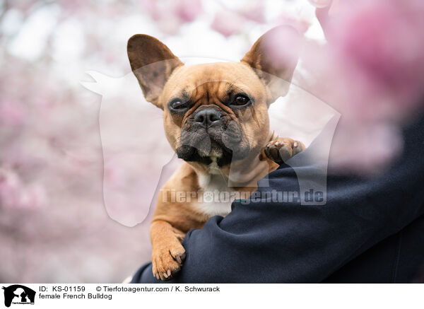 Franz�sische Bulldogge H�ndin / female French Bulldog / KS-01159