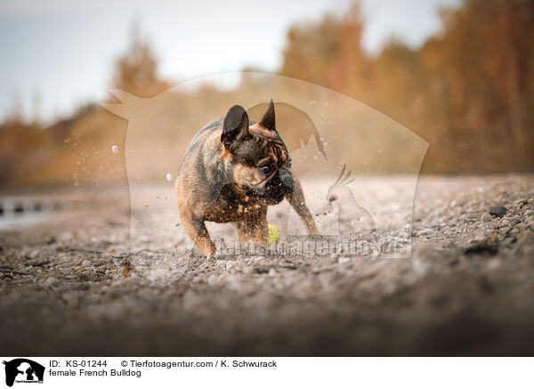 Franzsische Bulldogge Hndin / female French Bulldog / KS-01244