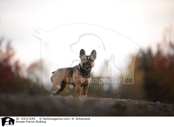 Franzsische Bulldogge Hndin / female French Bulldog / KS-01246