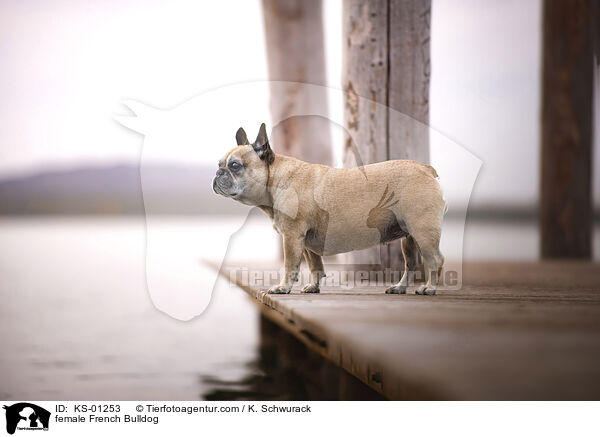 Franzsische Bulldogge Hndin / female French Bulldog / KS-01253
