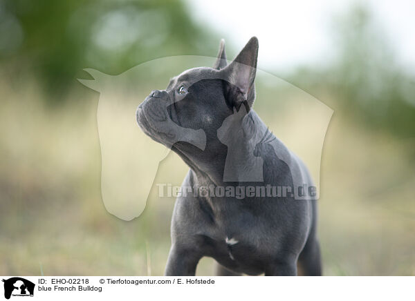 blaue Franzsische Bulldogge / blue French Bulldog / EHO-02218