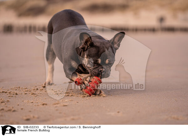 Franzsische Bulldogge Hndin / female French Bulldog / SIB-02233